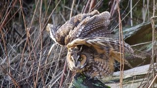 Awakening A Longeared Owl comes to Life [upl. by Acihsay476]