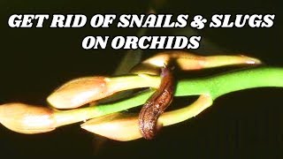 Slugs and Snails on Orchids  How to Get Rid of Snails amp Slugs on Orchids [upl. by Aneled]