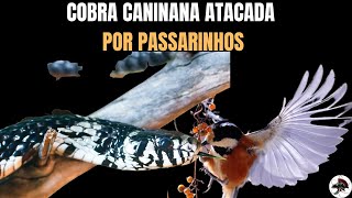 Cobra Caninana atacada por passarinhos  Biólogo Henrique o Biólogo das Cobras [upl. by Euginimod708]