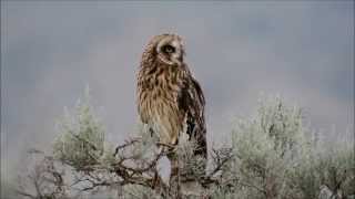 Shorteared Owl Swiveling and Bobbing the Head [upl. by Cassie]