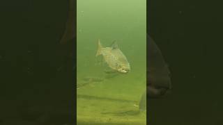 Big Landlocked Salmon in Schoodic Lake [upl. by Faith]