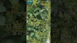 한국나무광나무에 모인 꿀벌들여정실Ligustrum japonicumtreeKorea [upl. by Ib]