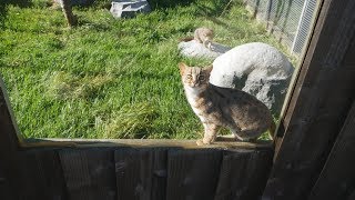 Cute Juvenile Rusty Spotted Cat  Hamerton Zoo [upl. by Shirlie]