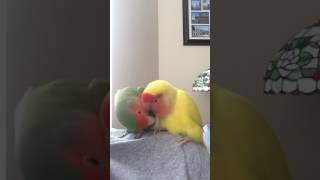 Lovebirds preening [upl. by Alick]