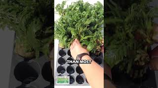 Hygrophila Pinnatifida EPIC Aquarium Plant for Sale fishtank aquarium aquariumplants [upl. by Nagaet]