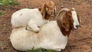 ☑️ Cabritos Boer Pacifica Boer Goat [upl. by Zadoc531]