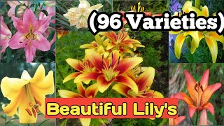 96 TYPES OF LILYSNAMES and VARIETIES [upl. by Hisbe]