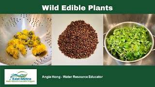 Wild edible plants of Minnesota [upl. by Oicnoel]