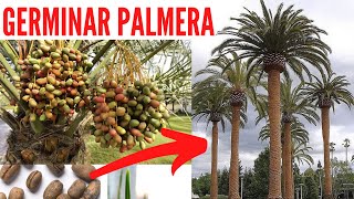 🌴🌴 COMO GERMINAR SEMILLAS DE PALMERA RAPIDO CON ESTE TRUCO  Como germinar palmera  Palmera Canaria [upl. by Oatis598]