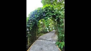 Evergreen Lodge Tortuguero Costa Rica 🇨🇷 Bungalow Flora amp Fauna adventurousone1137 [upl. by Arocat]