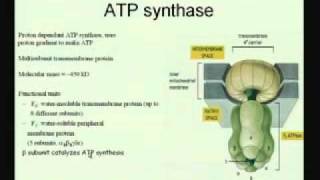 Mod01 Lec20 Electron Transport Chain amp Oxidative Phosphorylation [upl. by Stormi177]