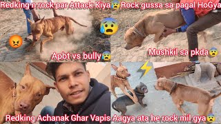 Redking Ghar Vapis Aagya Bhag Kar  Ata He Rock Mil Gya😨Dono N Attack Kar Diya  Apbt Vs Bully [upl. by Tobey]