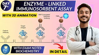 enzyme linked immunosorbent assay elisa biochemistry  Animation [upl. by Ahsocin]