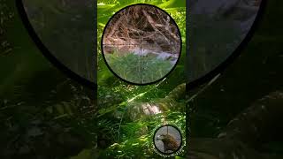 Rabbit Hunting by PCP Air Rifle hunting pcphunters airgunhunting airgunshooting [upl. by Muiram]