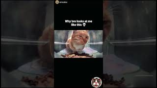 orange cat side eyes😼 shorts funny cat [upl. by Orferd]