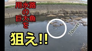 冬の用水路で巨大魚を狙う 70over炸裂 [upl. by Rehm]