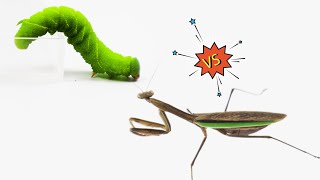 What will be if the mantis sees cabbage worm [upl. by Alathia566]