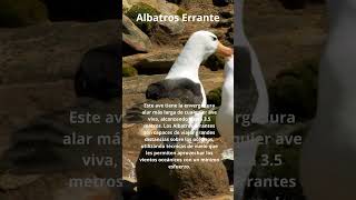 Albatros Errante aves animales pajaros faunasalvaje [upl. by Caundra]