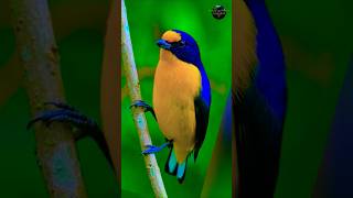 Birds chirping for birds  video birds nature shorts 😍🐦 [upl. by Towny]