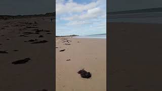 Torquay Beach Part 3 [upl. by Claus]