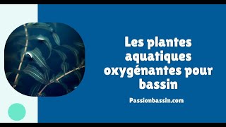 Les plantes aquatiques oxygénantes pour bassin [upl. by Trisa744]