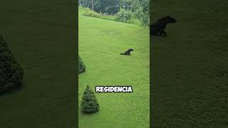 ¡Encuentro Salvaje Oso en el Patio de una Residencia 🐻🏡 shorts [upl. by Nork]