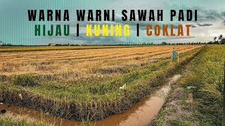 3 warna di sawah padi Tanjong Karang Selangor [upl. by Gio]