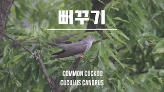 뻐꾸기 노래소리 common cuckoo birdsound [upl. by Cleopatra]