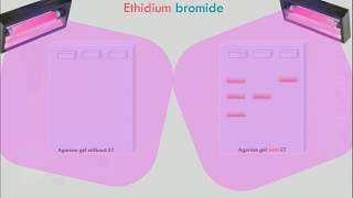 Agarose Gel Electrophoresis Animation [upl. by Dnomaj]