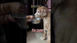 BRUNO KA PYAR  Dog song  dog video  dog sound  Dogri video  shots [upl. by Ranie]