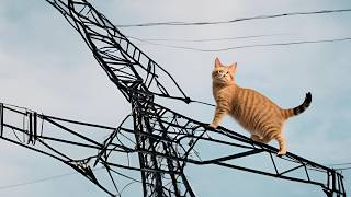 Cat in dangerCat hanging on the transmission towerBe careful about your catsElectricity pylonCat [upl. by Berriman]