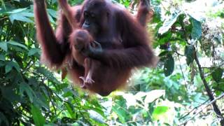 Mother Orangutan grooming her baby at the Sepilok Rehabilitation Centre Borneo [upl. by Trotter]