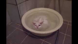 Trop mignon  Chat dans sont bain  Cat in bath [upl. by Frear90]