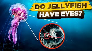 Do Jellyfish Have Eyes Can Jellyfish See You 👁️ [upl. by Adli]