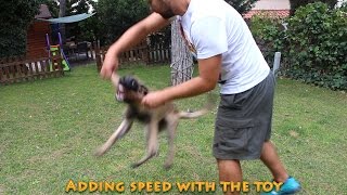 Introduction to obedience blind search and protection work with 4 month old belgian malinois [upl. by Keil]