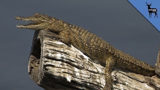 Crocodiles Can Climb Trees [upl. by Ijies]