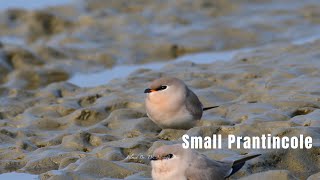 Small pratincole [upl. by Stila]