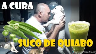 Suco de quiabo pode salvar o seu cachorro  SAIBA COMO FAZER E DAR AO DOG [upl. by Adnohsirk]