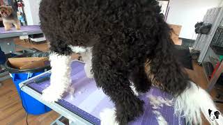 Sheepadoodle Shave DOWN [upl. by Audris]