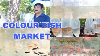 konnagar pet market  konnagar colour fish market  Kolkata pet market  Kolkata colour fish market [upl. by Jaquenette]