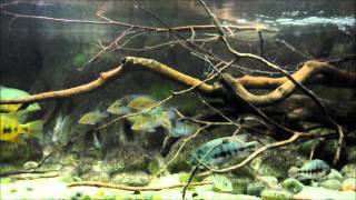 Central American cichlid aquarium overview [upl. by Nosreme]