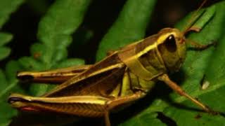 The sound of grasshoppers at night relaxation before bed relaxing to relax [upl. by Epotimet]