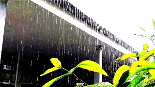 Calm Rain Sound On Window with Thunder SoundsㅣHeavy Rain for Sleep Study and Relaxation Meditation [upl. by Goetz]