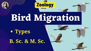 Bird Migration in Hindi II B Sc amp M Sc II Zoology [upl. by Loralee]