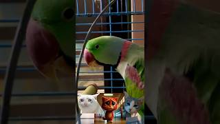 Meow Meow Sad Song😭 Parrot Edition🦜 [upl. by Einatirb]