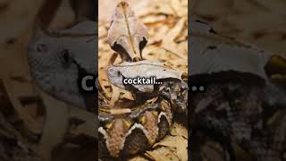 Top fact about gaboon viper short viralshort animallover gaboon viper [upl. by Nethsa976]