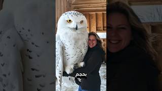 أكبر بومة، Snow owl [upl. by Market]