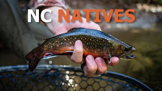 Fly Fishing in NC for WILD Trout Hurricane Helene Update [upl. by Falk]