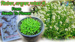 Alyssum Flower Seeds How To Grow  Alyssum Seeds Germination [upl. by Mehetabel]