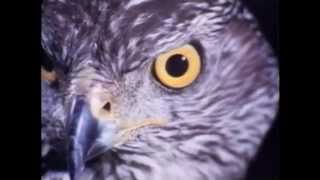 DavidCobhams THE GOSHAWK  Entire Movie [upl. by Venable]